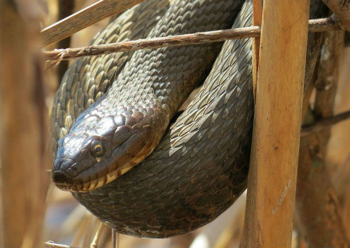 Northern Water Snake